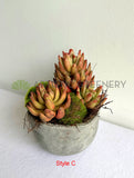 ACC0112 Faux Potted Succulent 4 Styles | ARTISTIC GREENERY 