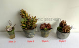 ACC0112 Faux Potted Succulent 4 Styles | ARTISTIC GREENERY 