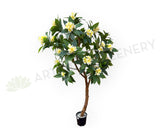 CT009A Frangipani Tree 190cm Tall