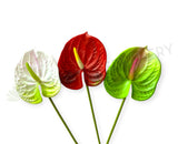 F0257L Artificial Anthurium / Flamingo Flower 63cm Large Red / Light Green / White | ARTISTIC GREENERYFake Anthurium plastic flamingo flower WA Australia