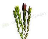 F0437 Faux Leucadendron / Safari Sunset Double Stem 83cm 2 Colours | ARTISTIC GREENERY