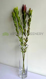 F0437 Faux Leucadendron / Safari Sunset Double Stem 83cm 2 Colours | ARTISTIC GREENERY