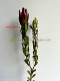 F0437 Faux Leucadendron / Safari Sunset Double Stem 83cm 2 Colours | ARTISTIC GREENERY