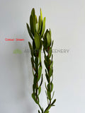 F0437 Faux Leucadendron / Safari Sunset Double Stem 83cm 2 Colours | ARTISTIC GREENERY