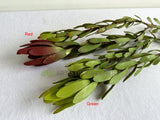 F0437 Faux Leucadendron / Safari Sunset Double Stem 83cm 2 Colours | ARTISTIC GREENERY