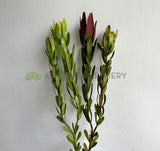 F0437 Faux Leucadendron / Safari Sunset Double Stem 83cm 2 Colours | ARTISTIC GREENERY