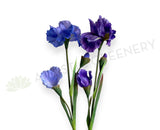 F0445 Silk Dutch Iris Stem 79cm Purple / Lilac| ARTISTIC GREENERY