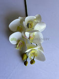 F0448 Latex Phalaenopsis Orchid 67cm White 5 Flowers | ARTISTIC GREENERY