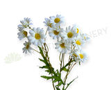 F0451 Silk White Daisy Spray 62cm  | ARTISTIC GREENERY