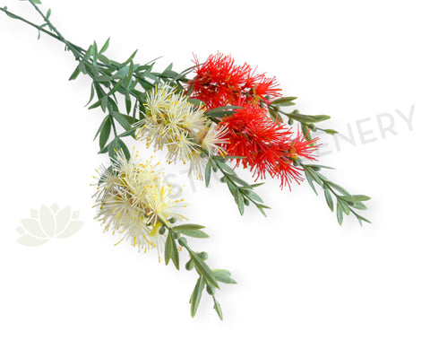 F0475 Bottlebrush / Callistemon Spray 67cm Red / Cream