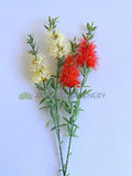 F0475 Bottlebrush / Callistemon Spray 67cm Red / Cream