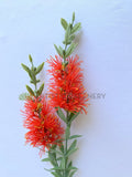 F0475 Bottlebrush / Callistemon Spray 67cm Red / Cream