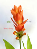 F0477 Ginger Flower 73cm Orange / White / Purple | ARTISTIC GREENERY