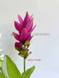 F0477 Ginger Flower 73cm Orange / White / Purple | ARTISTIC GREENERY