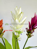 F0477 Ginger Flower 73cm Orange / White / Purple | ARTISTIC GREENERY