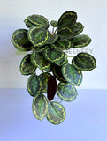 HP0096 Artificial Hanging Calathea Roseopicta 63cm | ARTISTIC GREENERY