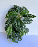 HP0098S Artificial Hanging Swiss Cheese Plant (Small) 50cm $35 x20 S89 | ARTISTIC GREENERY