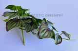 HP0102 Artificial Hanging Calathea Orbifolia 46cm Purple | ARTISTIC GREENERY