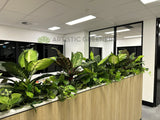 Vivid Property Perth (Applecross)  - Artificial Plants for Planters/ Cabinets | ARTISTIC GREENERY