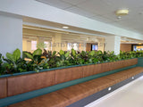 Royal Perth Hospital (Perth)- Artificial Plants for Planters / Booth Seating | ARTISTIC GREENERY