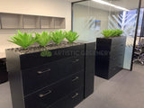 Ecorp (Mt Hawthorn) - Agave Plants for Tambour Units | ARTISTIC GREENERY