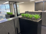 Ecorp (Mt Hawthorn) - Agave Plants for Tambour Units | ARTISTIC GREENERY