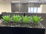 Ecorp (Mt Hawthorn) - Agave Plants for Tambour Units | ARTISTIC GREENERY