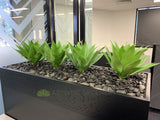 Ecorp (Mt Hawthorn) - Agave Plants for Tambour Units | ARTISTIC GREENERY