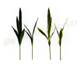 LEA0131 Mother-in-laws Tongue / Snake Plant / Sansevieria 2 Sizes Plain Green / Variegated