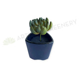 SP0445 Faux Green Sedum Succulent 11cm Green | ARTISTIC GREENERY