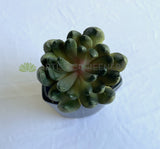 SP0445 Faux Green Sedum Succulent 11cm Green | ARTISTIC GREENERY