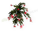 SP0449 Artificial Schlumbergera / Christmas Cactus 46cm | ARTISTIC GREENERY 