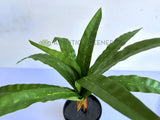 SP0455 Artificial Bird's Nest Fern Availalbe in 2 Sizes | ARTISTIC GREENERY