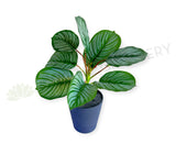 SP0458 Artificial SP0458 Calathea Orbifolia Plant 33cm | ARTISTIC GREENERY