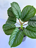 SP0458 Artificial SP0458 Calathea Orbifolia Plant 33cm | ARTISTIC GREENERY