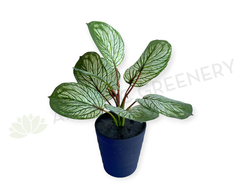 SP0459 Imitation Variegated Calathea Plant 33cm | ARTISTIC GREENERY