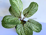 SP0459 Imitation Variegated Calathea Plant 33cm | ARTISTIC GREENERY