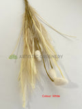 SP0460 Dried Style Pampas Grass with Bunny Tails 59cm White / Brown