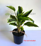 SP0461L Artificial Variegated Arrowroot Large 40cm | ARTISTIC GREENERY