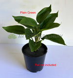 SP0461S Arrowroot Plant 31cm 2 Styles