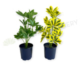 SP0470 Euuonymus Japonicus / Japanese Spindlebush 51cm 2 styles | ARTISTIC GREENERY