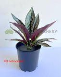 SP0472 Artificial Calathea Eleptic / Pin-stripe Calathea 30cm | ARTISTIC GREENERY