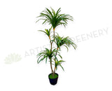 T0173-130 Dracaena Marginata Yucca 130cm Plain Green