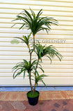 T0173-130 Dracaena Marginata Yucca 130cm Plain Green