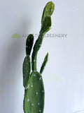 T0179 Artificial Barbary Fig / Pear Cactus / Opuntia Ficus-indica 75cm | ARTISTIC GREENERY