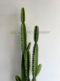 T0181 Artificial Pleated Cereus (Queen-of-the-night) Cereus Jamacaru 184cm  | ARTISTIC GREENERY