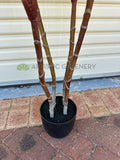 T0184 Faux Cordyline Fruticosa Tree / Ti Plant 140cm | 170cm | ARTISTIC GREENERY