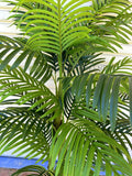 T0185 Artificial Cabada Palm 180cm / 210cm | ARTISTIC GREENERY