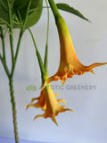 T0186 Artificial Angel's Trumpet / Brugmansia Arborea with Orange Flowers 100cm / 140cm | ARTISTIC GREENERY