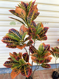 T0189 Faux Red Croton Tree 2 Sizes 120cm/ 140cm | ARTISTIC GREENERY